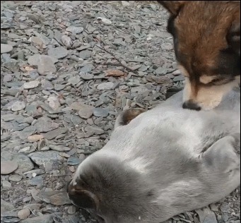 可爱|海豹宝宝闯进小村落,狗妈妈主动把它当孩子照顾!这组合太可爱了