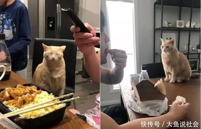  掀开|小主人掀开8.6公斤猫肚肉找题目，它折手手躺考卷：快摸我