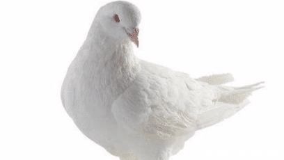 放血|杀鸽子为什么不能放血,必须要用水淹死?说了你可能不信!