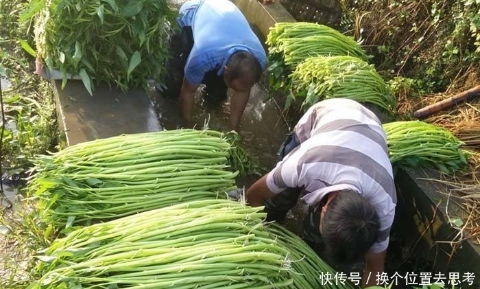 中国|这种“菜”中国不稀罕,在美国却卖到断货,甚至比肉还要贵!