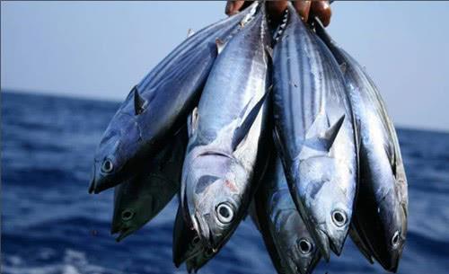 日本|世界最硬的鱼：可被做成菜刀，牙齿难以咬动，却成了日本人的最爱