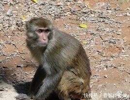 了不起|燕子不进苦寒门:金猴人,“您真了不起啊”,2020年囍!