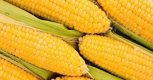 人不知|爱吃玉米的人此物不可以和玉米一起吃,很多人不知