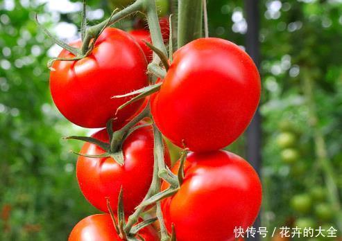 底部是尖|购买西红柿时,牢记以下几点,可以帮你避开“激素西红柿”!