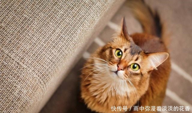 喵星人都有脸盲症科学家猫聪明却没法认得