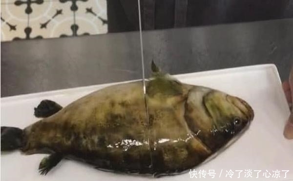 皱起|老外不认识字点了条生鱼,刚一上桌皱起眉头,切开一瞧却大开眼界