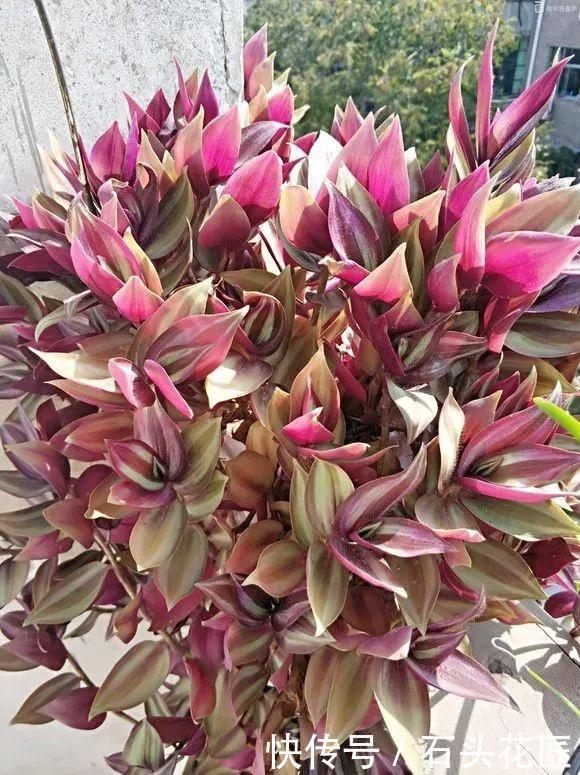 元缓释肥|会养花的人,在秋天必备“4种”肥料,适用所有花卉