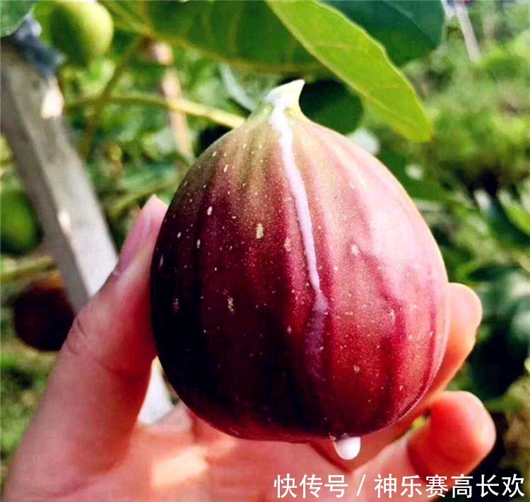 无花果的叶|无花果全身都是宝,果肉清甜美味,叶子也大有用处,别随便丢了