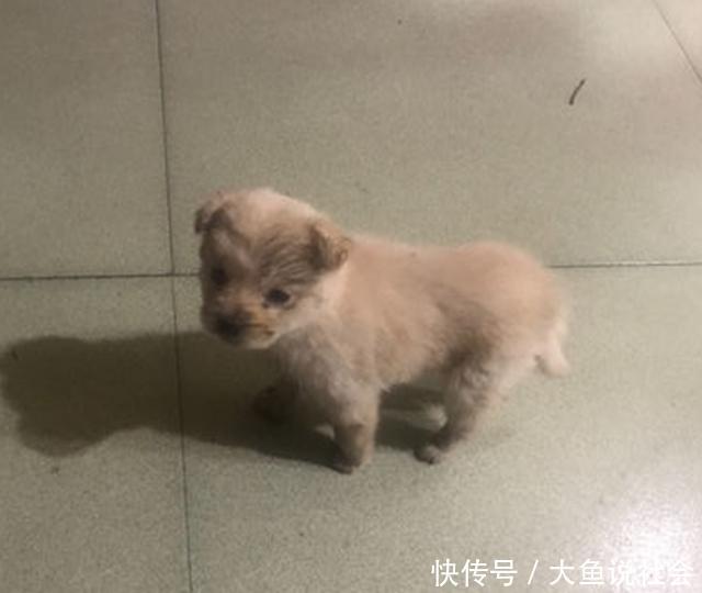 流浪|冬日流浪小奶狗找上门想蹭点温暖，看到小家伙的举动后，让人心疼