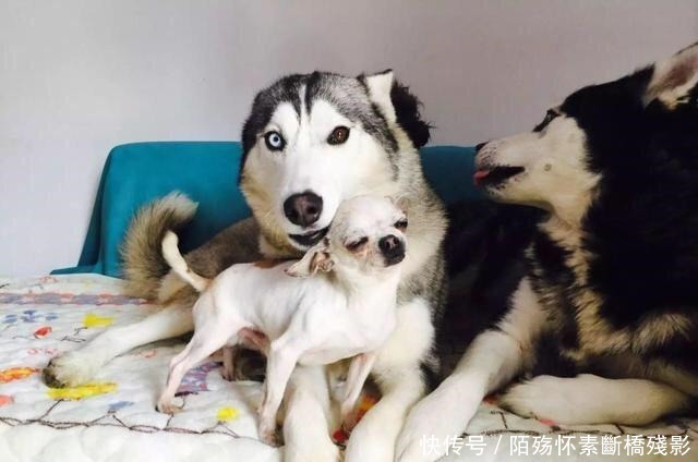 结晶|二哈和吉娃娃一见钟情,产生爱的结晶!宝宝长什么样呢