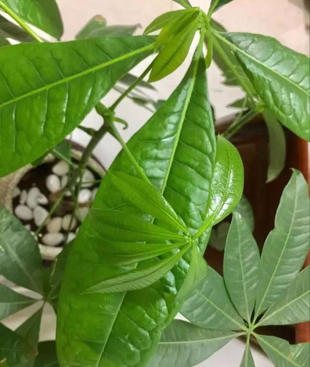 发光|给发财树喷一点小玩意,叶子翠绿发光,新芽新枝条蹭蹭冒!