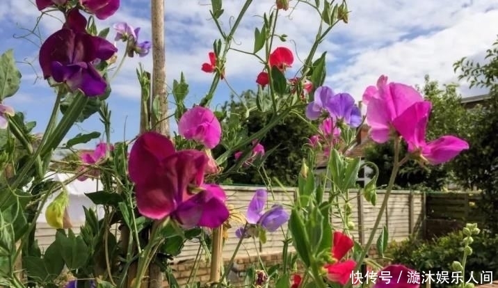  植物|养爬藤植物就养这5种，能赏花还能食用！