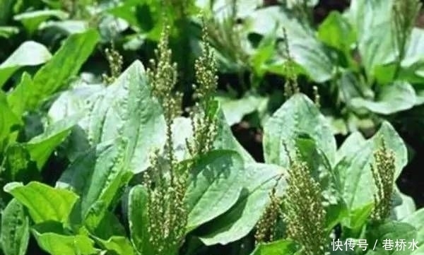 农村|深山农村人喜爱的4种野菜,全年可采,营养丰富药用价值高!