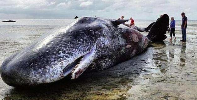 粪便|这些动物的粪便不仅能吃,还价值不菲,有的甚至比黄金还贵