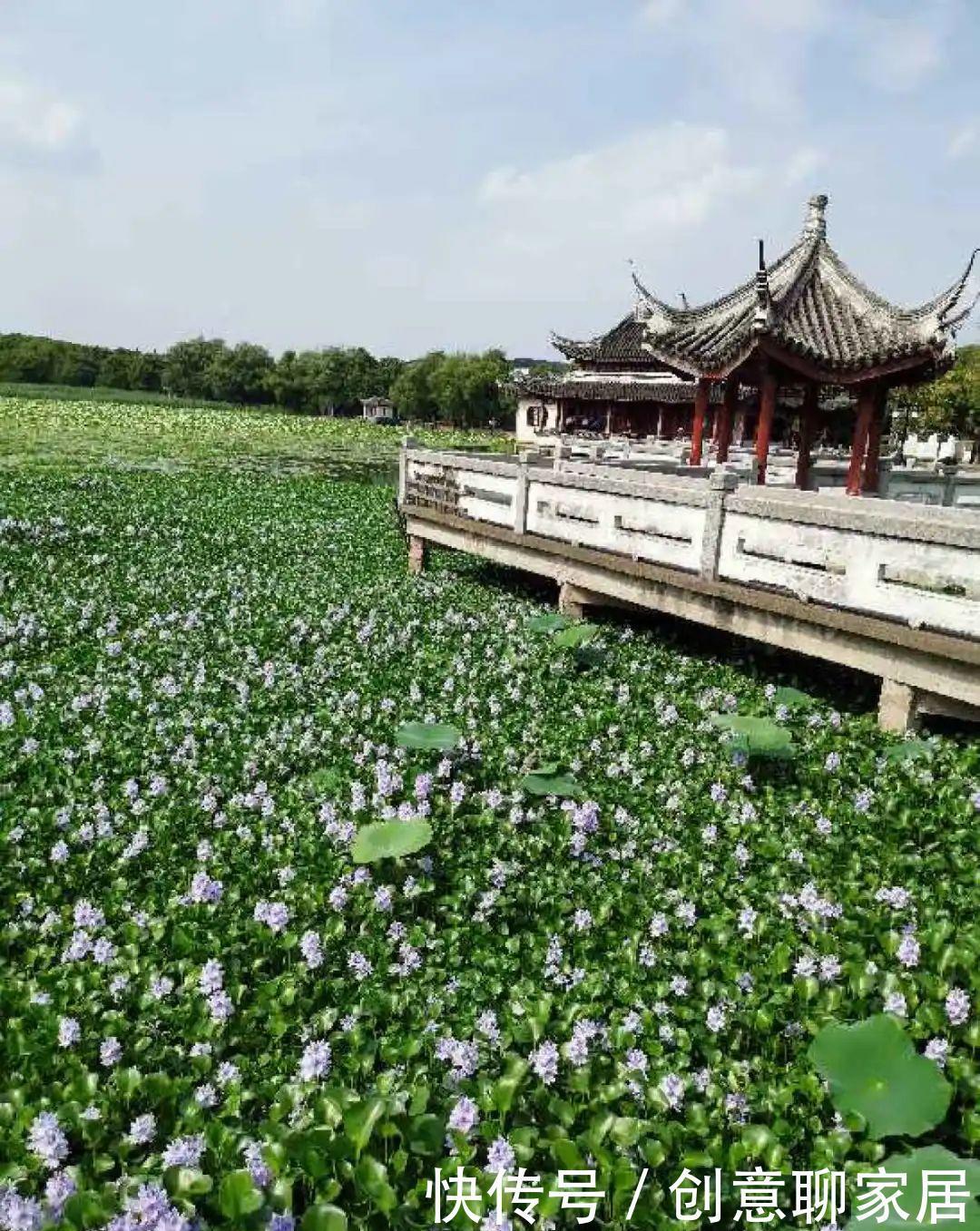  绿萝|绿萝还好养的花，整盆丢水里，泡3天也不会死！