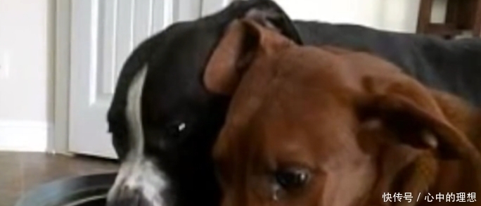  另一只|两只狗狗即将被安乐死, 一只抱着另一只: 我搂着你呢, 不要怕!