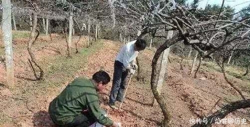 比例混合好|猕猴桃早春施肥,如何才能一步到位?