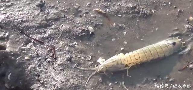 皮皮虾|海滩上发现有两个小洞 男子竟把腿伸进去 大呼: 原来它住在里面