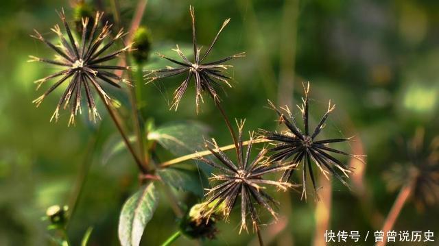 小时候|小时候总黏在身上的草，长大了才知道原来是一种药材