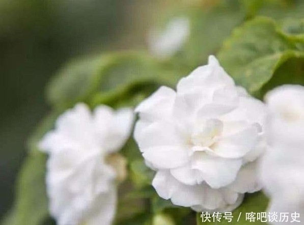 毛主席|指甲花你知道吗？曾受毛主席的赞美，一起来看诗词中的指甲花吧！