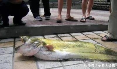 水怪|水库有条“水怪”，生吞水鸟爱吃羊肝，钓起来足有130多公分