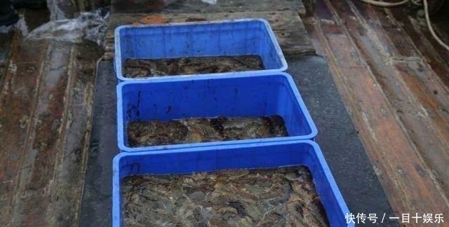 生气|活了6亿年,身娇肉贵,一生气就化水,却还是逃不过中国吃货的嘴