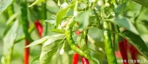 蔬菜|蔬菜行业内涵多,没开种惨亏500万!这些雷区不要踩