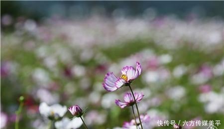 简直|简直不要太美!15亩格桑花点燃西华湿地