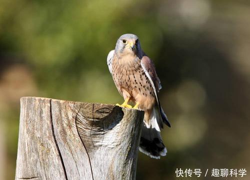 猛禽|猛禽中的最强战斗机,没有之一,俯冲时速达300千米超过飞机
