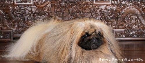 海龙|慈禧太后的宠物,慈禧特别喜欢它,看它比人的生命珍贵