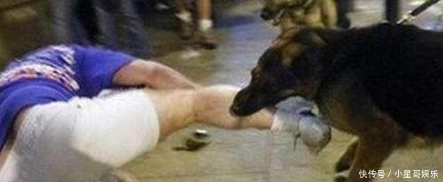  塑料桶|大力秋田犬发疯扑倒过路大爷撕咬，保安两次出手，拿着塑料桶猛锤