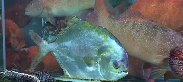 海鲜|世界上65种珍奇海鲜,贝爷都不敢说全部吃过,你吃过几种