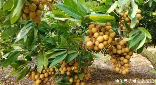  养生|秋季养生，适合常吃4种食物，补血润肤，调理肠胃，排毒消脂