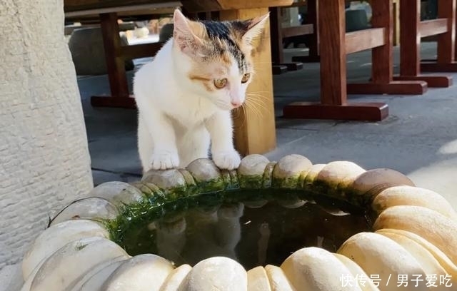  前来|观复猫天团上新，米麒麟前来报道啦