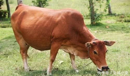  小偷|农夫报案牛舌头被偷，包拯你回去把牛杀了，小偷自己会来投案