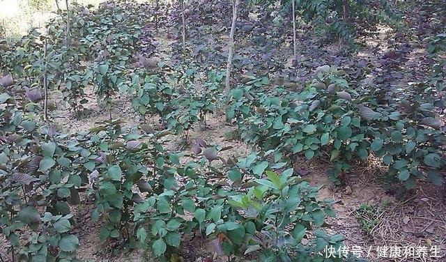 日本|国内很少人吃,却有人大量种植,出口日本受热捧,你吃过吗