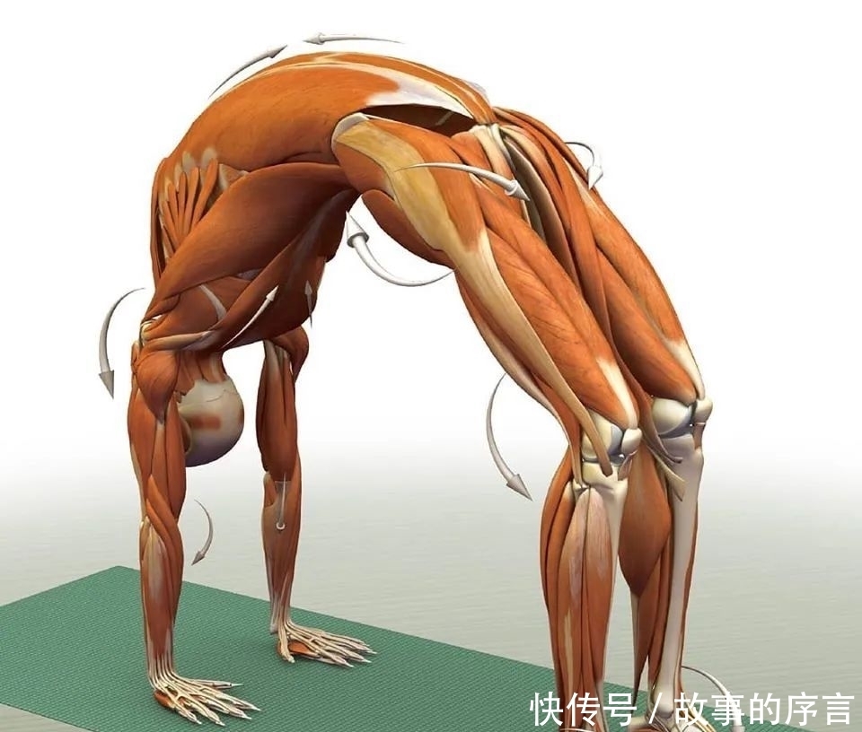  正位|28个常见瑜伽体式解剖图，正位、发力一目了然（收藏级！）