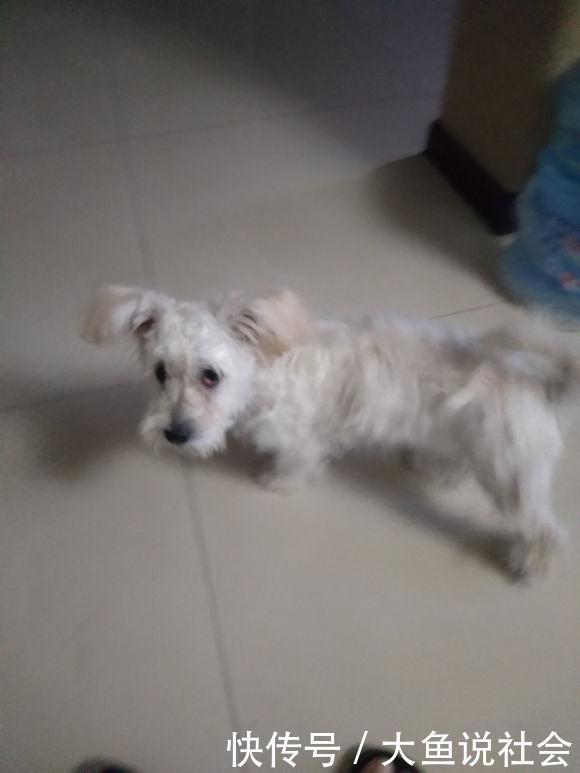 大街|主人搬家把自家狗子随手丢在大街，女孩带家后它总是望着门口发呆