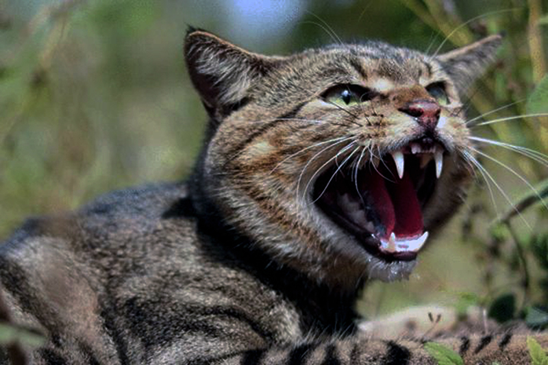 野猫|濒临灭绝物种 · 小型猫科动物 —— 野猫