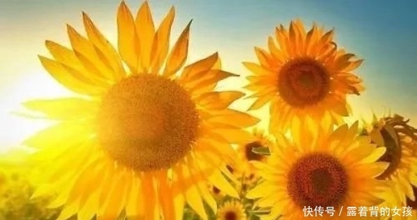 失败|女人活出你的高傲句子有信心不一定赢,没信心一定会失败