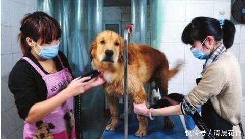 宠物店|为什么狗狗害怕去“宠物店”原因有5个！