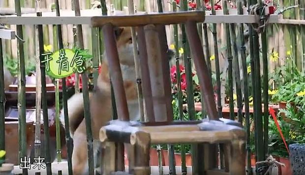 节目组|黄磊做饭,摄像师不小心穿帮,网友大呼原来都是节目组准备好的