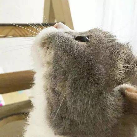 新年|新年家宴,不能少的就是鱼,12种做法,和外面餐厅的一样好吃