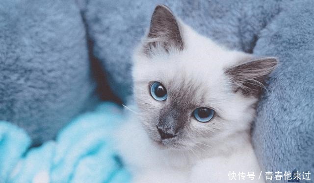 颜色分布|一只正宗的布偶猫,应该怎么判断品相参考来了!