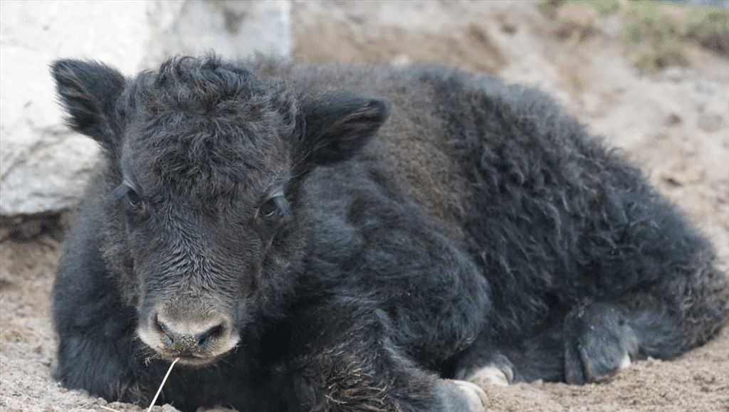 事业|大金牛:7月22号,运势上上签,遇事有贵人帮忙解决,事业旗开得胜