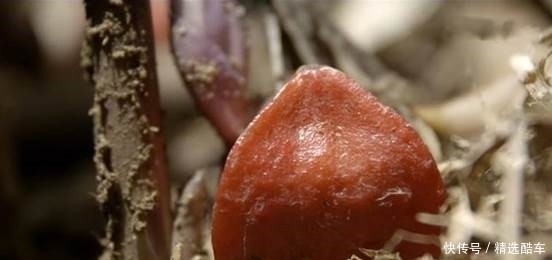 种水果|世界上最甜的水果,没人敢直接吃它,甜度是食糖的30000倍!