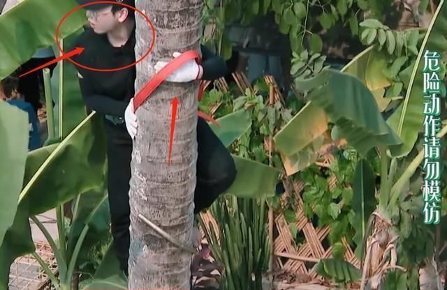 危险|彭昱畅为摘椰子危险爬树,何炅黄磊连忙劝阻,妹妹的表情太真实了