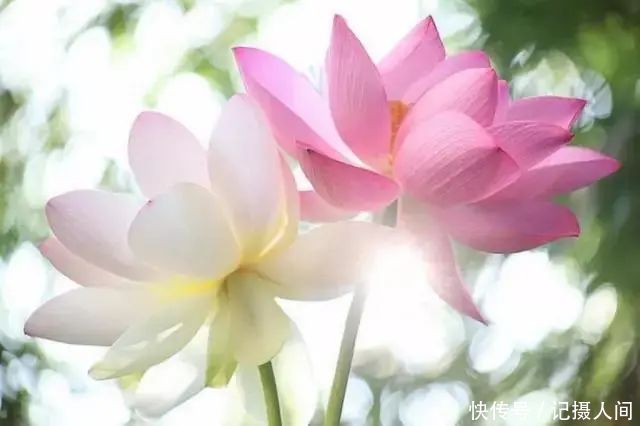  莲花|一个老外拍的荷花，惊艳