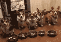 太狠|搞笑GIF:你们太狠了!整这么惨!还没举行仪式呢!