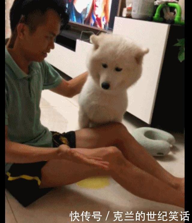 表演|主人给萨摩耶变魔术,狗狗却当场尿了,狗:给你表演尿是怎么来的